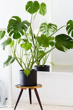 a houseplant in a black pot on a wooden stand