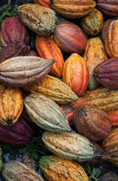 the cocoa beans are ready to be picked from the tree in the fall or winter