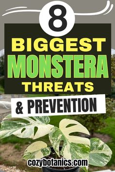 the 8 biggest monstera threat and prevention