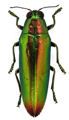 a green and gold beetle on a white background