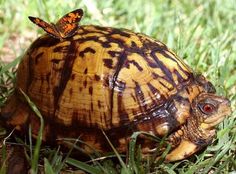 two butterflies sitting on top of a tortoise shell in the middle of grass