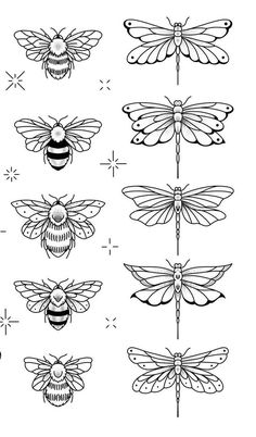 the different types of insects that can be seen in this drawing, which are drawn by hand