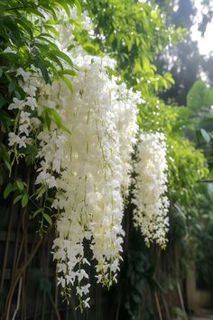 some white flowers are hanging from a tree