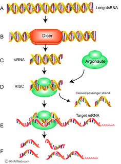 a diagram showing the structure of an animal's protein, and how it works