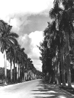 black and white photograph of palm trees lining a street with clouds in the sky above