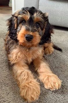 a small brown and black dog laying on the floor