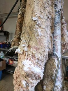 How to Tan a Cow Hide Using Traditional Methods • New Life On A Homestead Tanning Deer Hide, Hide Tanning, Diy Tanning, Tanning Hides, Rawhide Braiding, Leather Belt Crafts, How To Tan, How To Make Leather, Traditional Bow