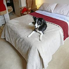 a black and white dog laying on top of a bed