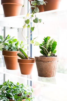 there are many potted plants on the shelves in the window sill, and one is green