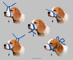 four pictures of a beagle wearing a blue ribbon around its neck and head with the letter e on it