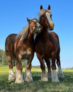 two brown horses standing next to each other on a lush green field