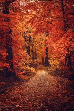 a path in the middle of an autumn forest