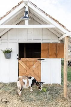 a brown and white goat eating grass in front of a barn