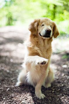 a brown dog standing on its hind legs in the dirt with it's paw up