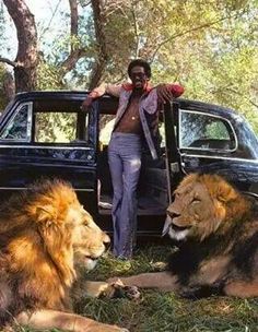 a man standing next to two lions in front of a car