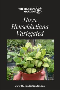 Elevate your plant collection with the Hoya Heuschkeliana Variegated 🌿✨ Featuring stunning, variegated leaves with striking patterns, this plant adds a touch of elegance and uniqueness to any space. Perfect for Hoya lovers and those seeking a rare beauty for their indoor garden!
​
​#HoyaHeuschkelianaVariegated #VariegatedHoya #HouseplantGoals #IndoorGarden #UniquePlants #HoyaLove #PlantStyling #GreenThumb #BotanicalBeauty #TropicalPlants