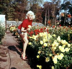 a woman in red shirt and white shorts sitting on flower bed with yellow and red flowers