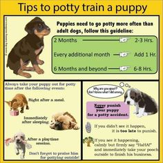 a poster with instructions on how to potty train a puppy, including puppies