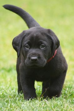 a black puppy is walking in the grass and looking at the camera with an alert look on its face