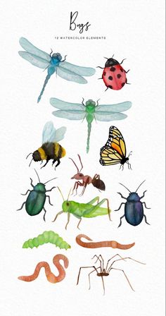 Watercolor Bugs Watercolor Insects Spider But Watercolor Bugs Illustrations, Small Bug Drawing, Insects Watercolor Painting, Bug Watercolor Painting, Watercolor Insects Illustrations, Cute Insects Illustration, Cool Bug Drawings, Watercolor Bugs Insects, Bugs Background