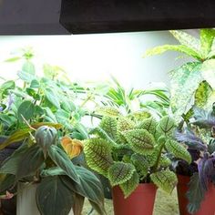 there are many potted plants in the window sill