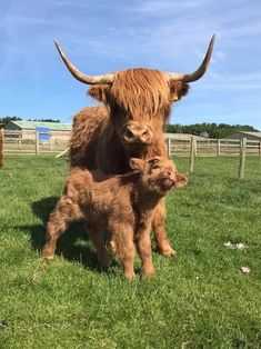 an adult yak standing next to a baby yak in a grassy field on a sunny day