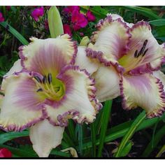 three purple and yellow flowers are in the grass