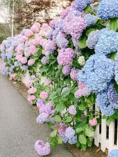 purple and blue hydrangeas line the side of a white picketed - off fence