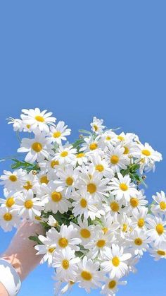 a person holding a bouquet of daisies in their hand against a blue sky background