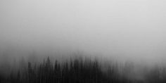 black and white photograph of trees in the fog