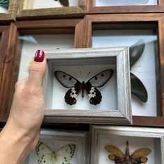 a woman's hand is holding a framed butterfly in front of several other framed butterflies