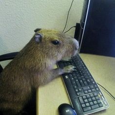 a rodent sitting on top of a computer keyboard