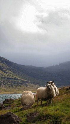 two sheep standing on the side of a hill next to a body of water with mountains in the background