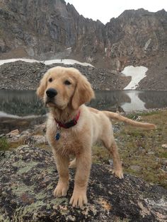 a dog standing on top of a rocky hill