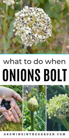 what to do when onions are blooming in the garden with text overlay that reads, what to do when onions bolt