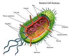 an animal cell diagram with all the parts labeled in it royalty illustration on white background