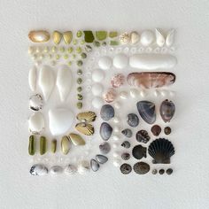 various shells and seashells arranged on a white surface