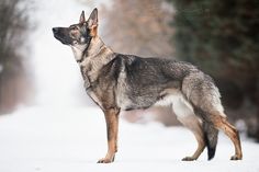 a german shepherd standing in the snow looking up at something behind him that is blurry