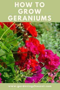 red and purple flowers with text overlay that says how to grow geraniums