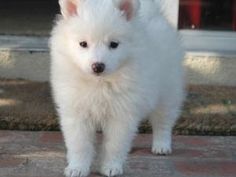 a small white dog standing on top of a brick floor