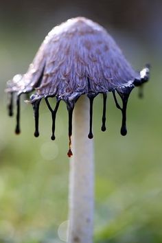 a close up of a flower with drops of water on it