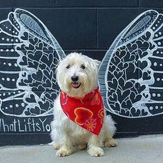 a small white dog wearing a red bandana sitting in front of a black wall