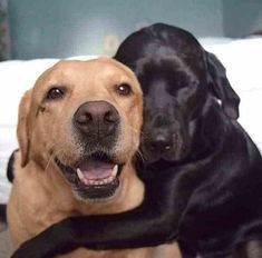 two dogs that are sitting next to each other with the caption, dia dos namorados