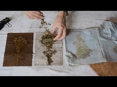 the person is working on some plants with their hands and pictures are laying on the table