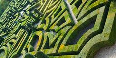 the top part of a wall made out of green plants and hedges with trees in the background