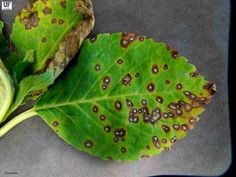 a leaf with brown spots on it and some green leaves next to it that have black dots