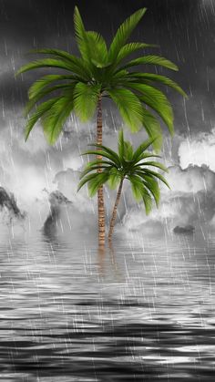 a palm tree sitting in the middle of a body of water under a cloudy sky