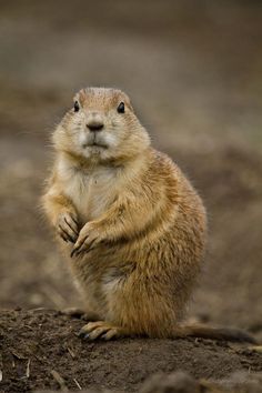 a ground squirrel standing on its hind legs