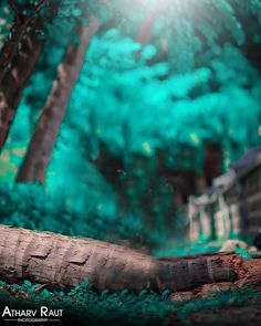 a log laying on the ground in front of some trees