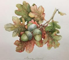 a painting of leaves and acorns on a white background